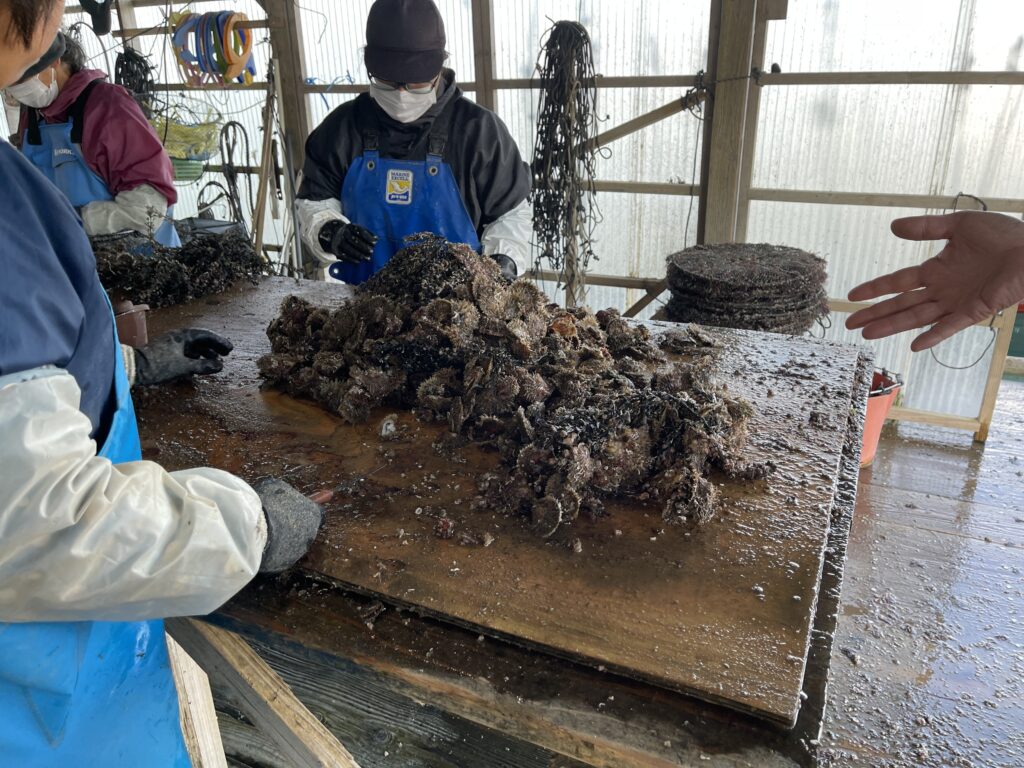 Cleaning oysters