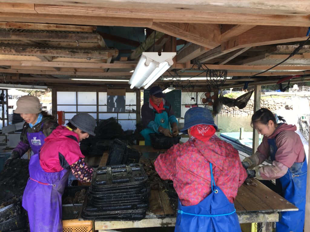 Packing oysters in the basket