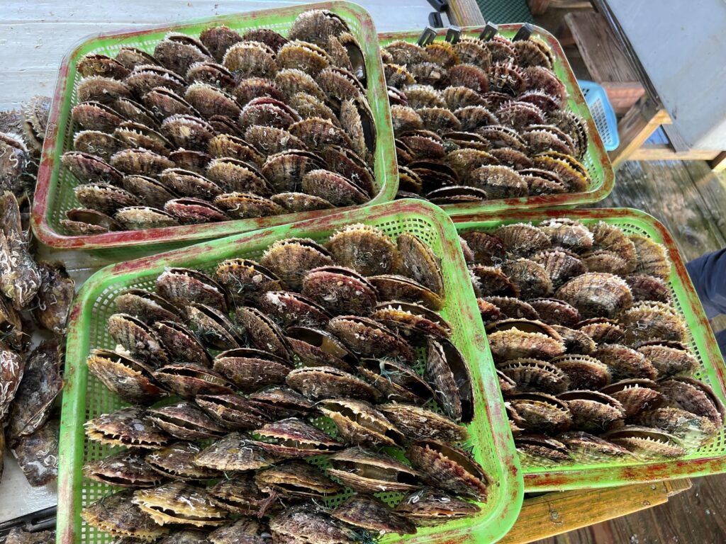 Mother oysters waiting for the nucleation